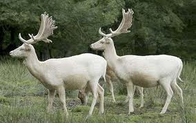 Cerfs albinos